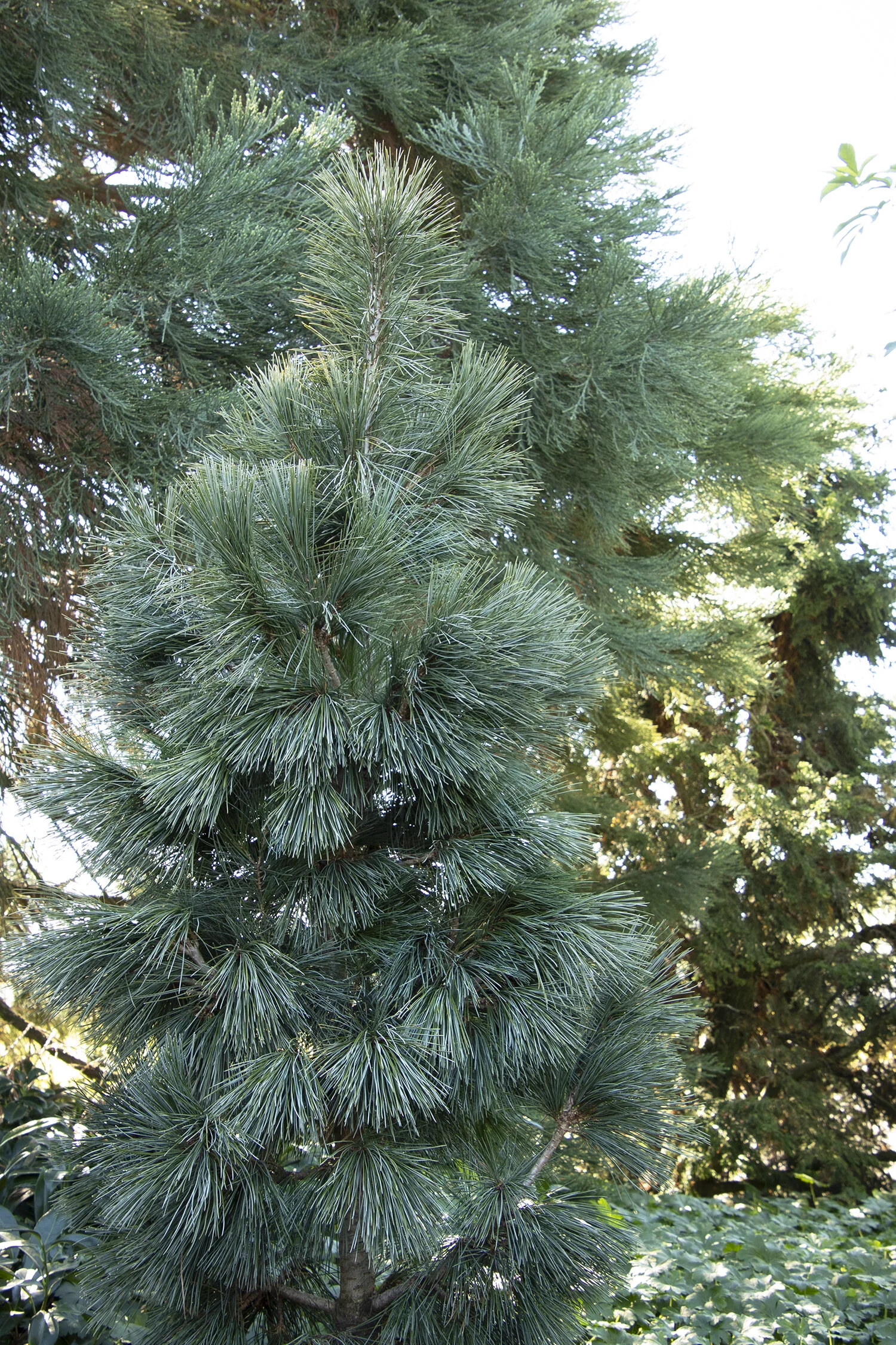 Silver Whispers® Swiss Stone Pine 1 Silver Whispers® Swiss Stone Pine