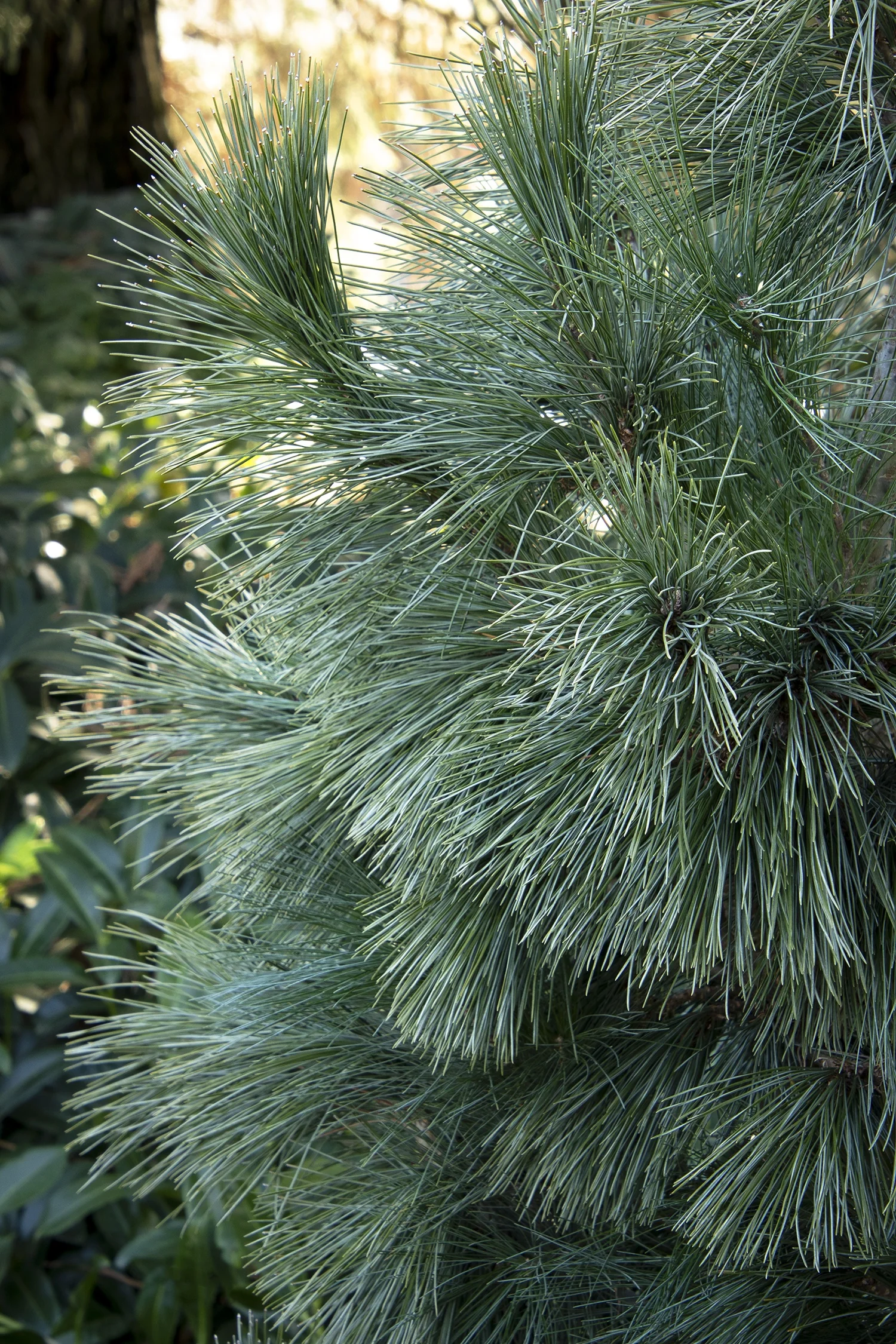 Silver Whispers® Swiss Stone Pine 2 Silver Whispers® Swiss Stone Pine