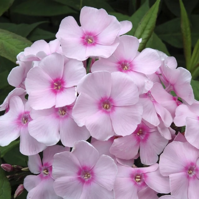 Sweet Summer™ Sensation Garden Phlox 1 Sweet Summer™ Sensation Garden Phlox