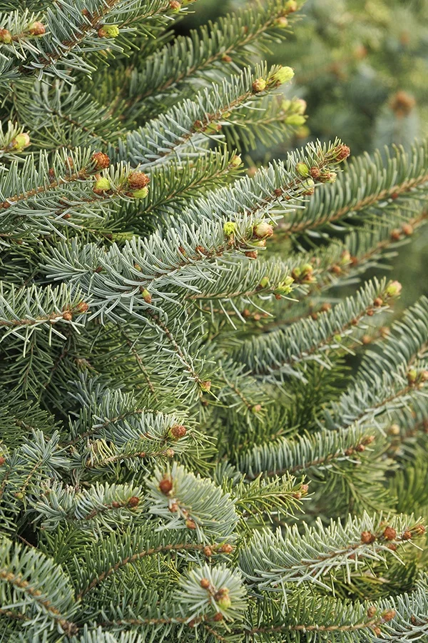 Bruns Serbian Spruce 4 Bruns Serbian Spruce