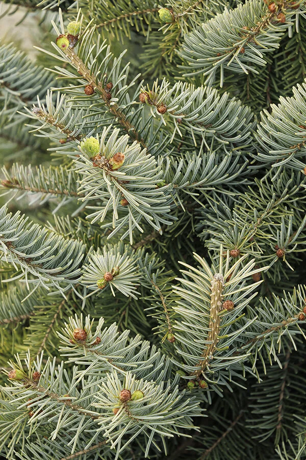 Bruns Serbian Spruce 2 Bruns Serbian Spruce