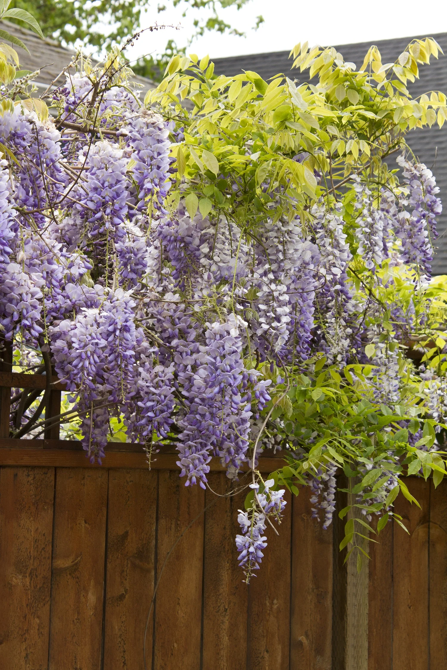 Texas Purple Japanese Wisteria