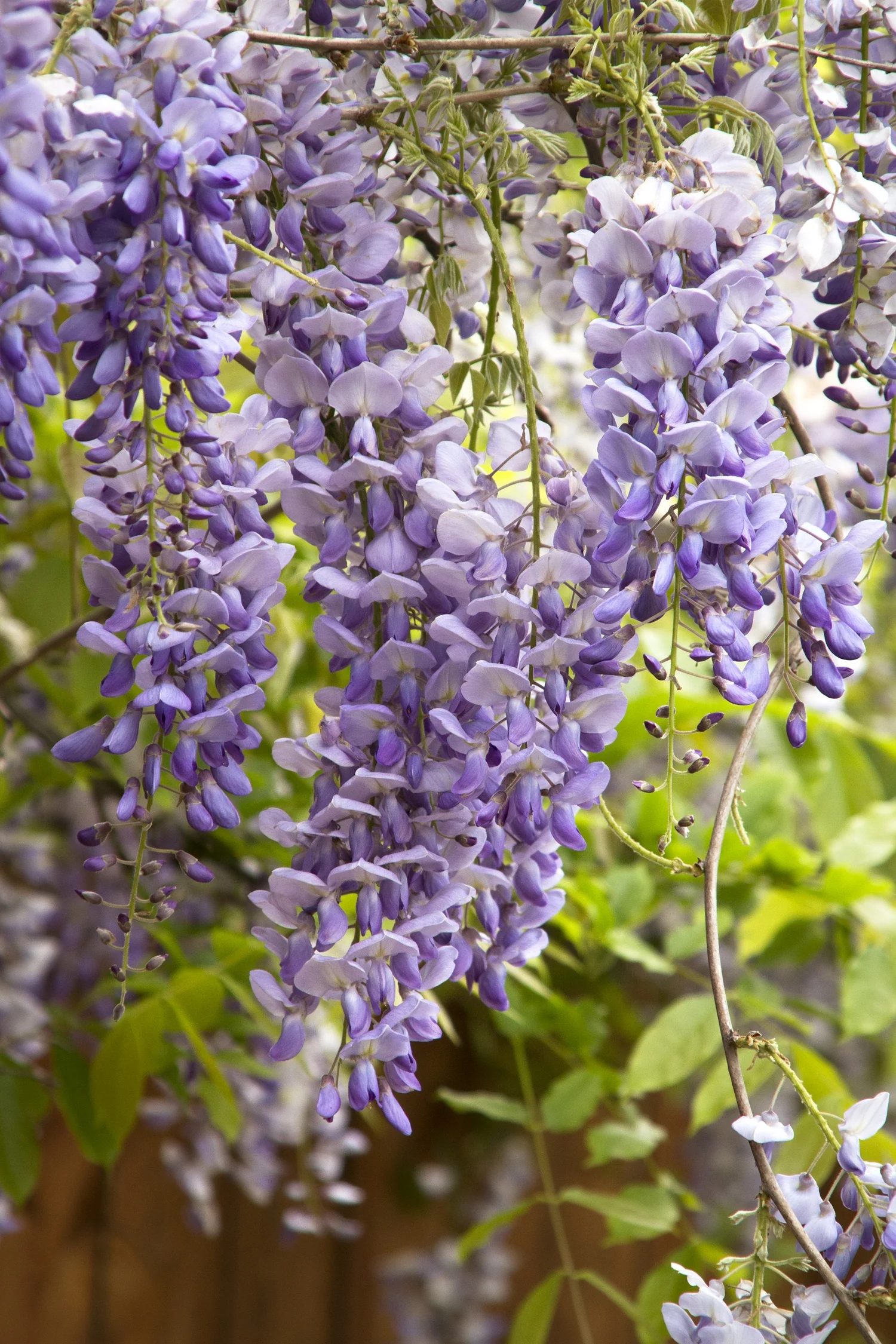 Texas Purple Japanese Wisteria