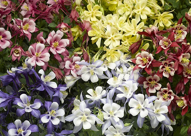Kirigami™ Mix Columbine 1 Kirigami™ Mix Columbine