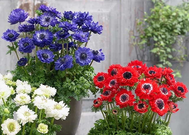 Harmony Double Mix Anemone 2 Harmony Double Mix Anemone