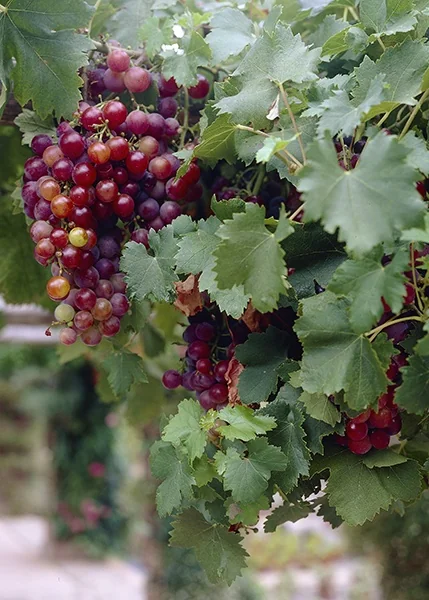 Ruby Seedless Grape 1 Ruby Seedless Grape