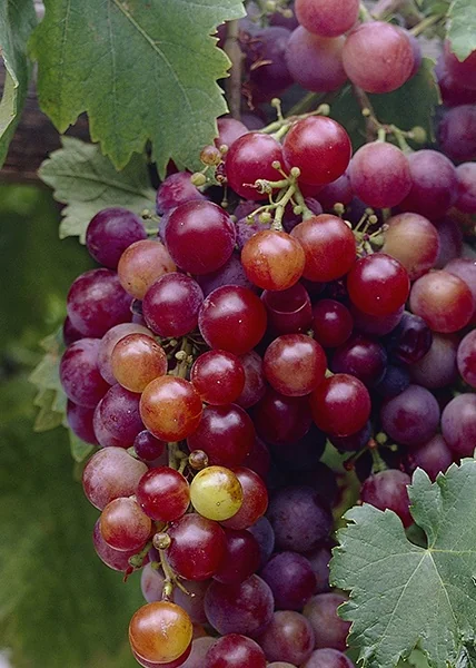 Ruby Seedless Grape 2 Ruby Seedless Grape