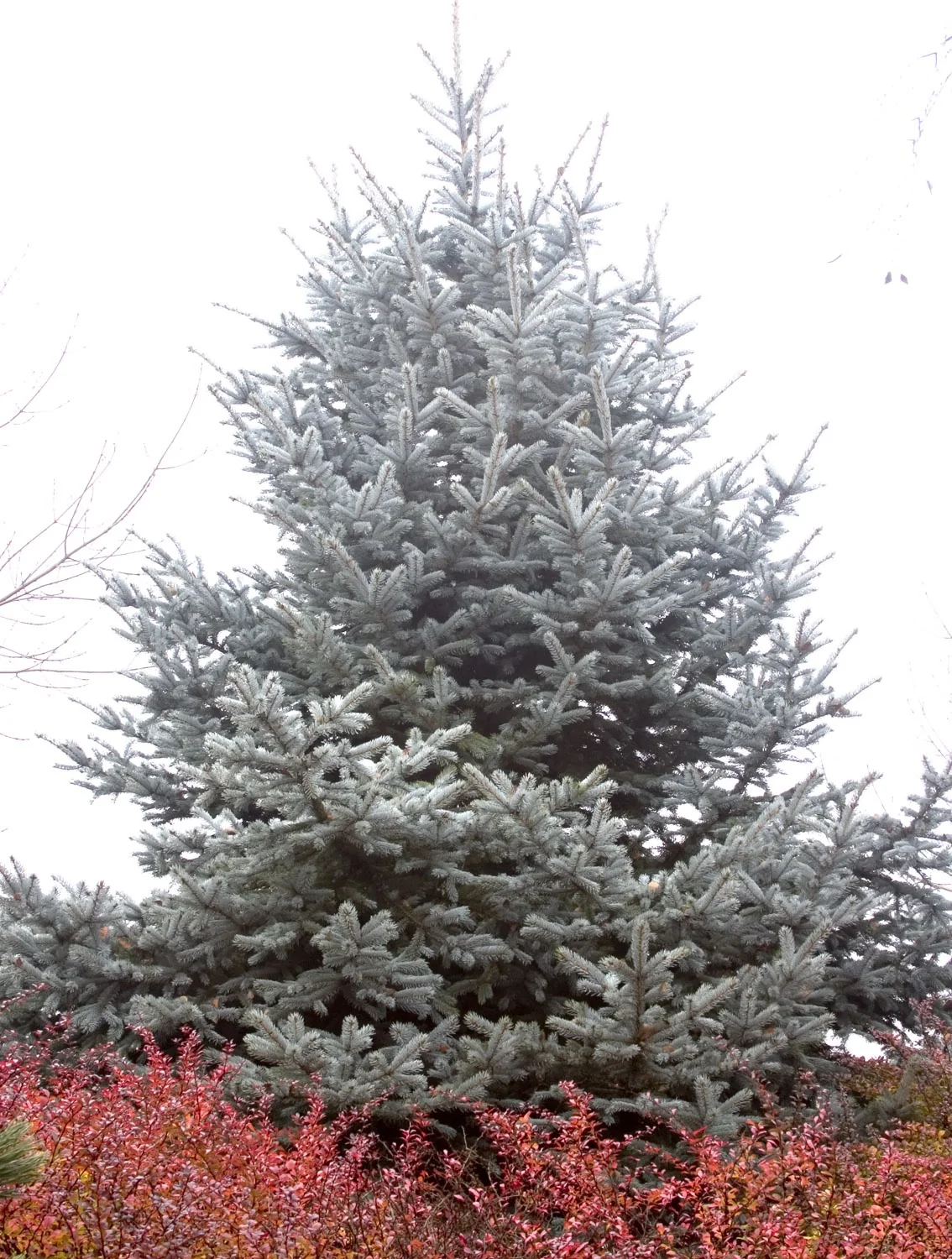 Hoop's Blue Spruce 1 Hoop's Blue Spruce