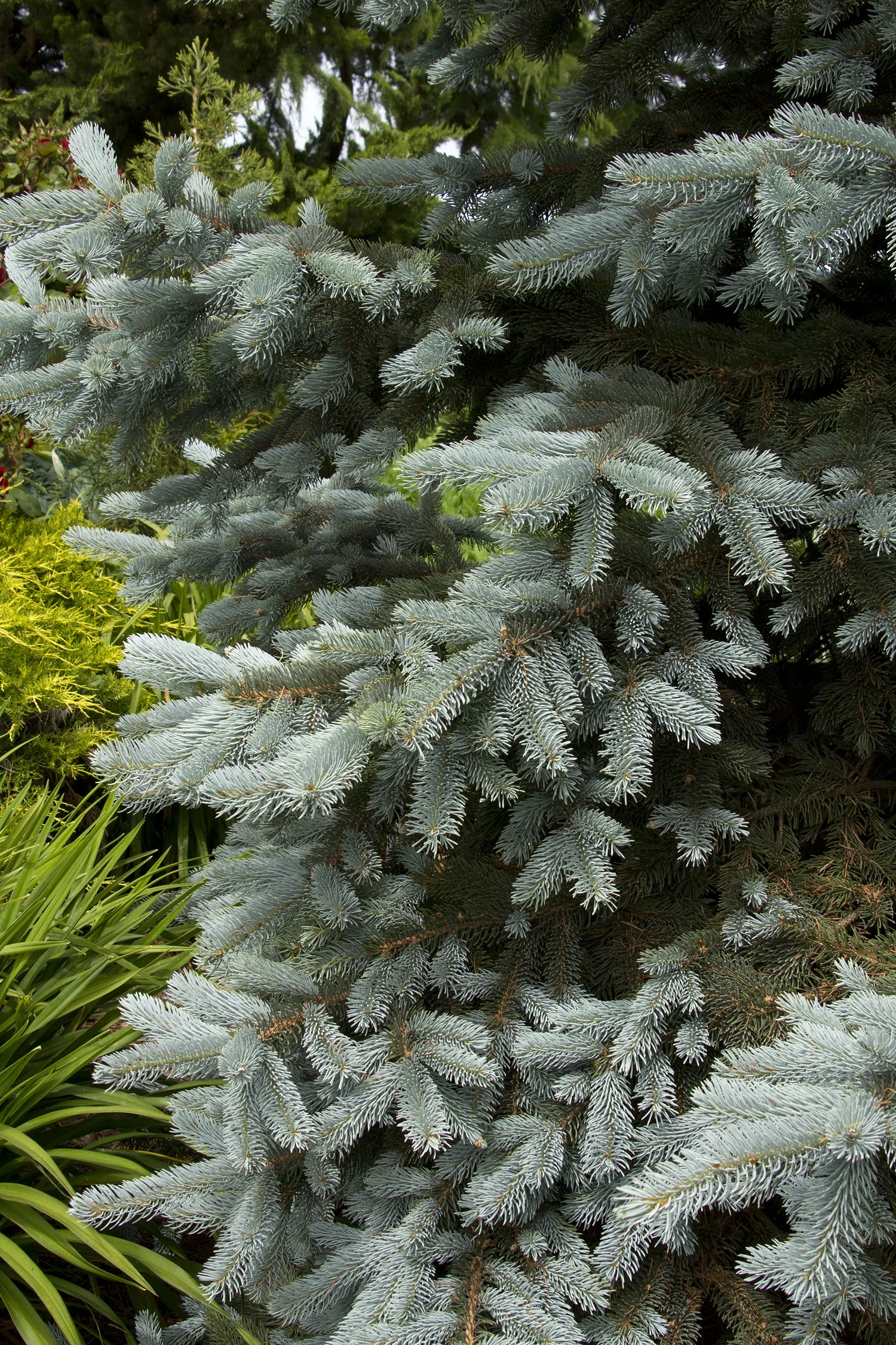 Hoop's Blue Spruce 2 Hoop's Blue Spruce