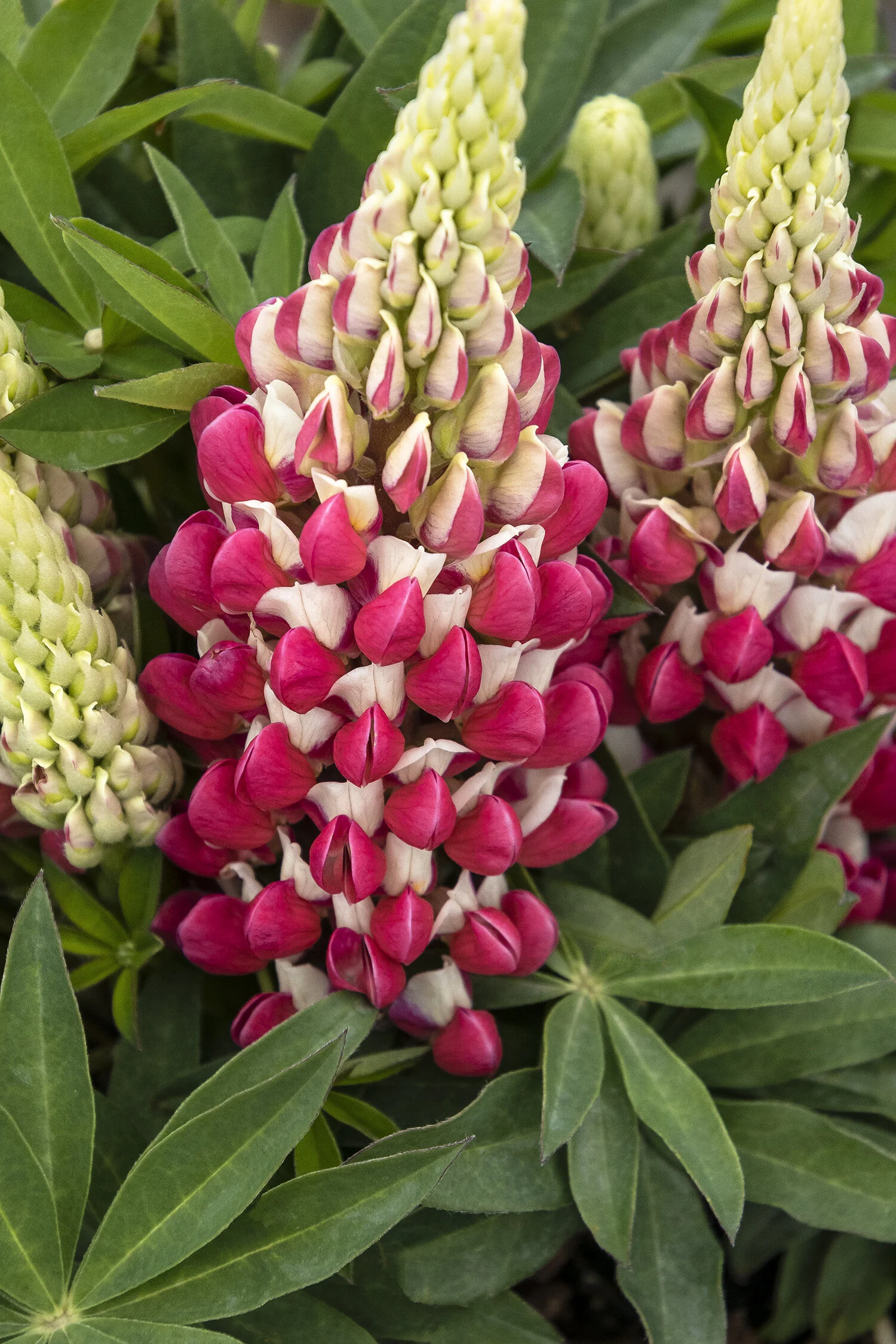 Staircase™ Red and White Lupine 9 Staircase™ Red and White Lupine