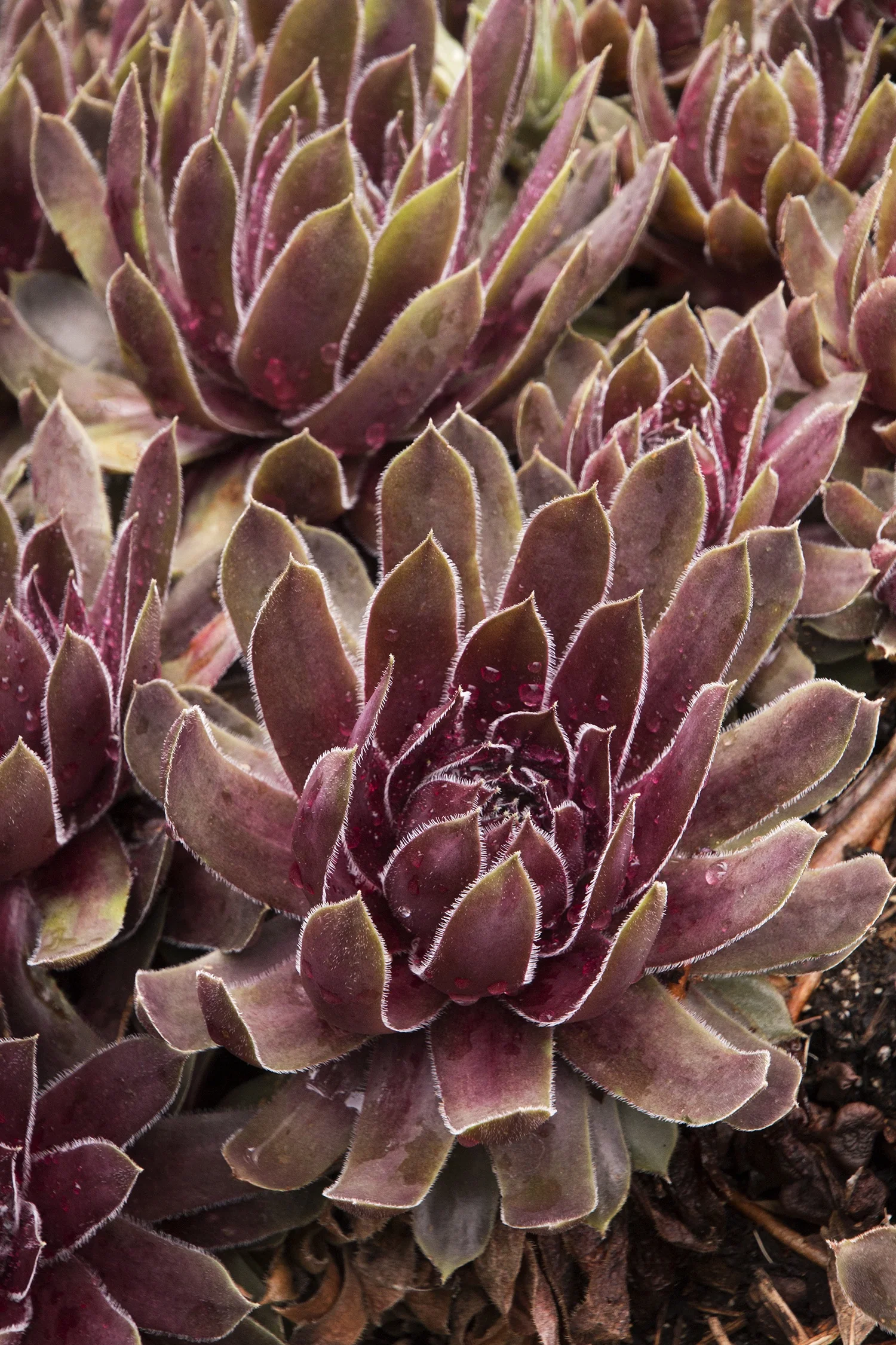 Ruby Hearts Hens and Chicks 8 Ruby Hearts Hens and Chicks
