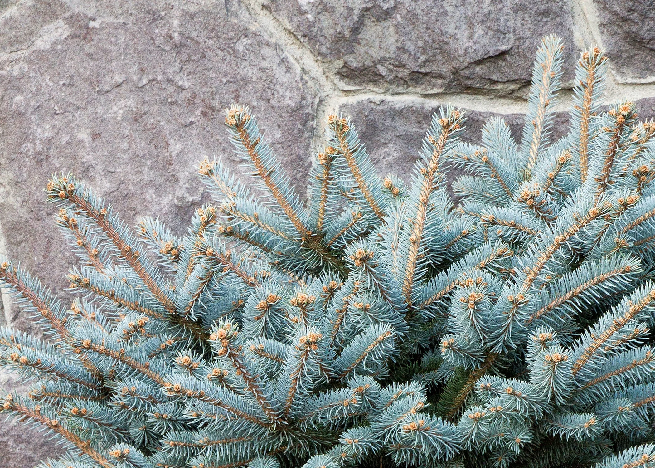 Dwarf Globe Blue Spruce 2 Dwarf Globe Blue Spruce