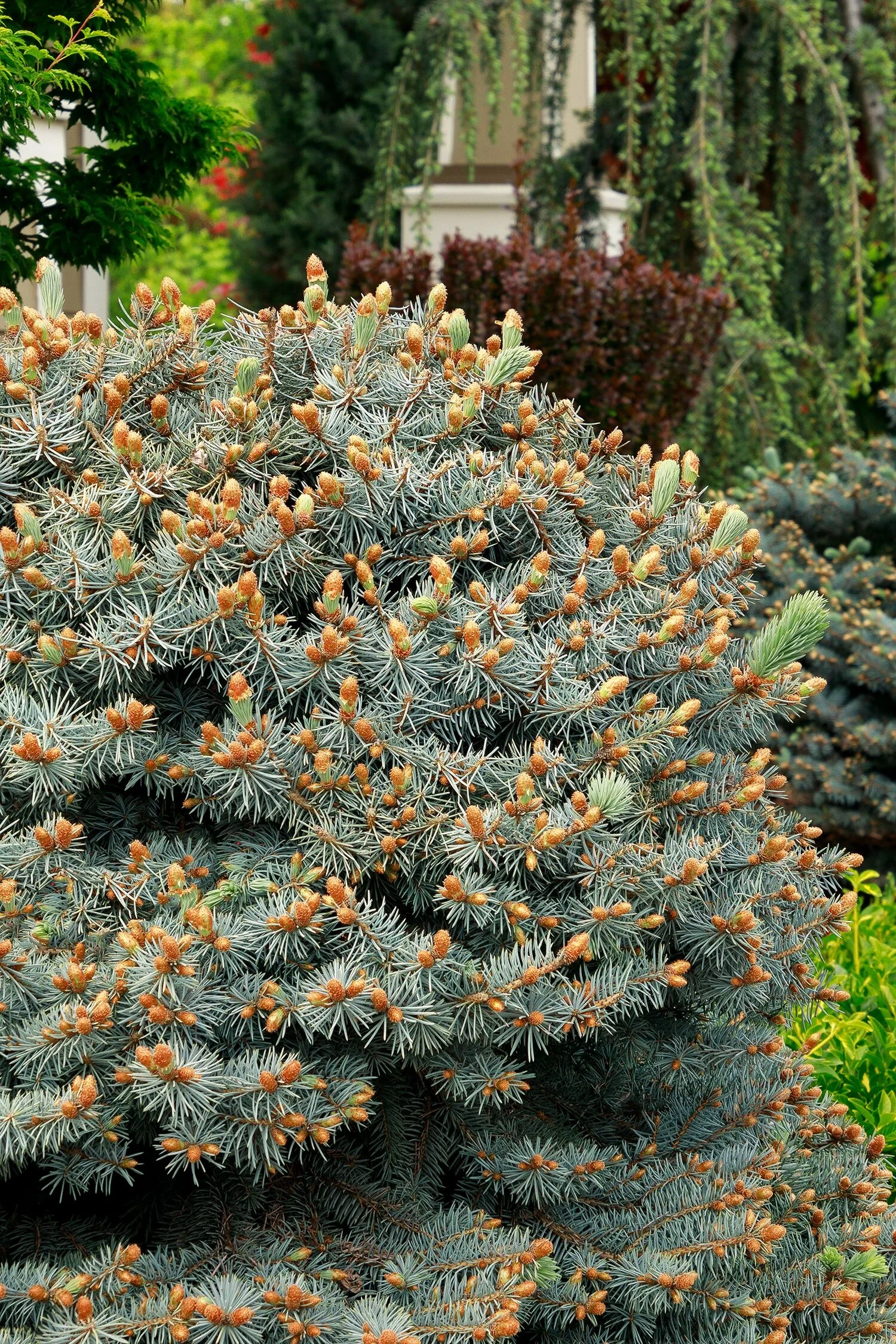 Dwarf Globe Blue Spruce 3 Dwarf Globe Blue Spruce
