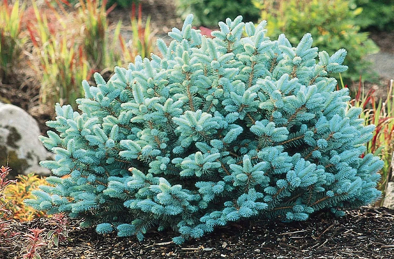 Dwarf Globe Blue Spruce 4 Dwarf Globe Blue Spruce