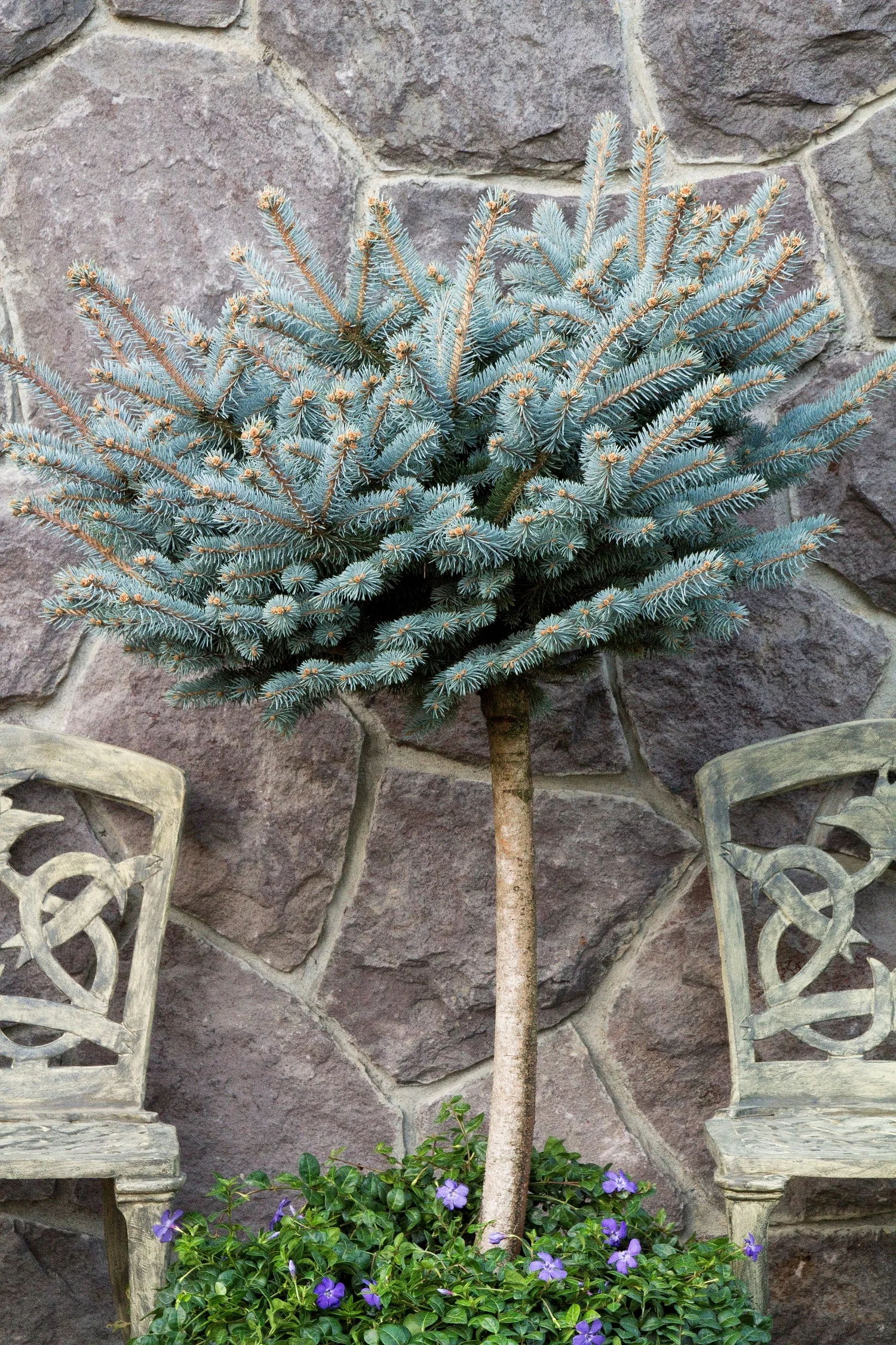 Dwarf Globe Blue Spruce 5 Dwarf Globe Blue Spruce