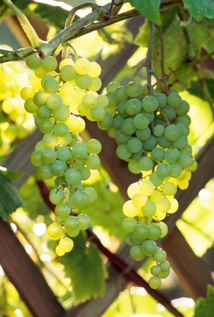 Himrod Grape 4 Himrod Grape
