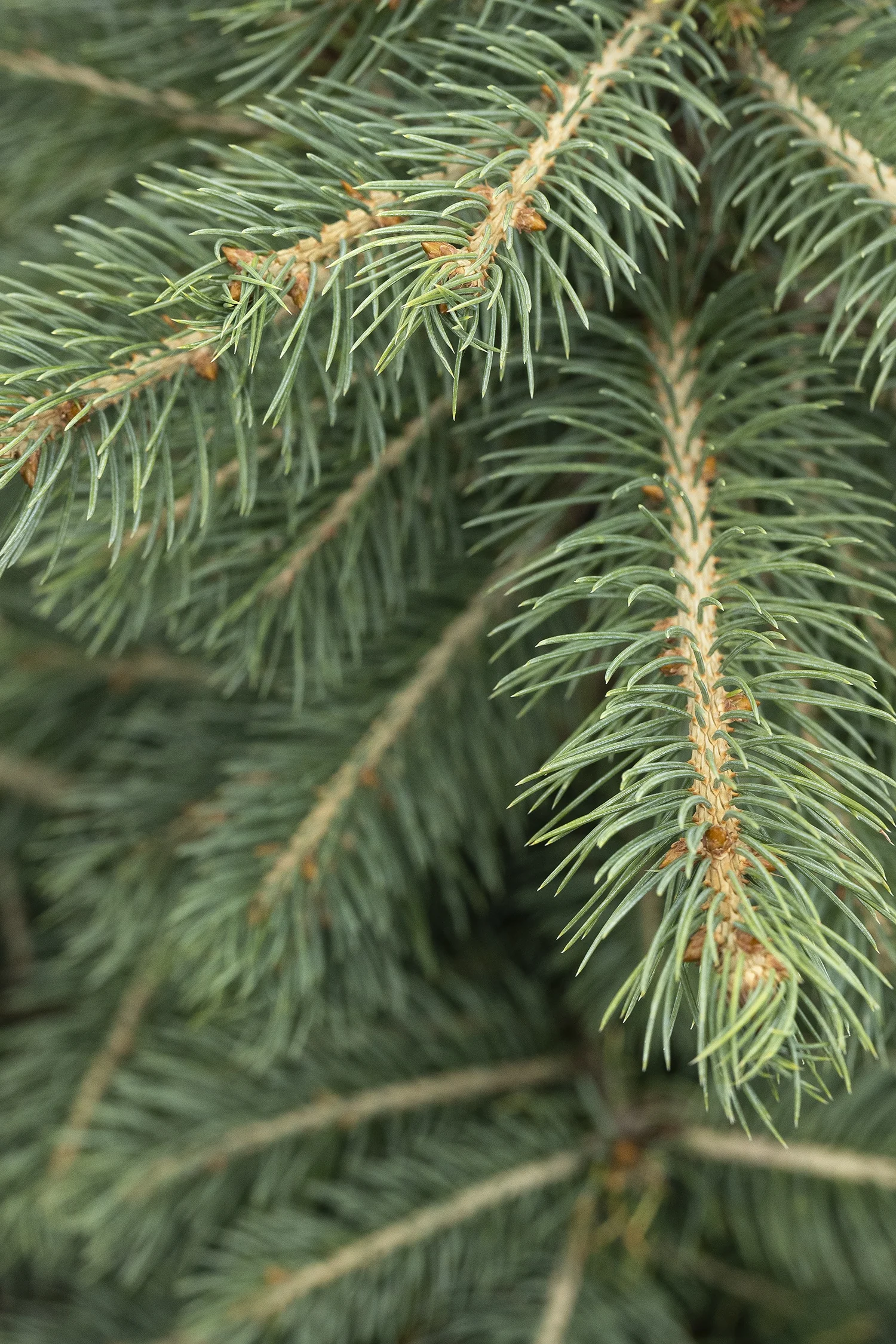 Colorado Blue Spruce 4 Colorado Blue Spruce