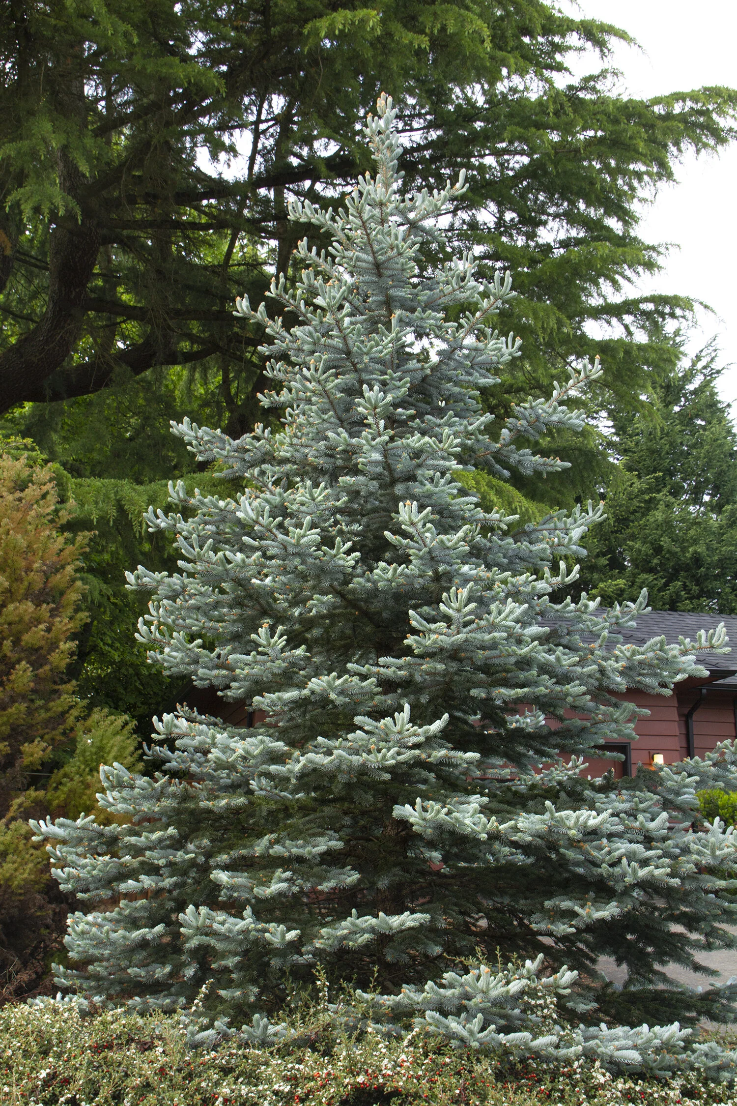 Colorado Blue Spruce 2 Colorado Blue Spruce