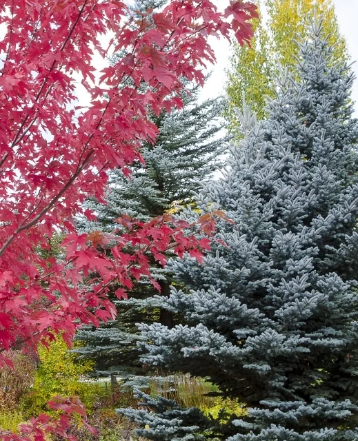 Colorado Blue Spruce 3 Colorado Blue Spruce