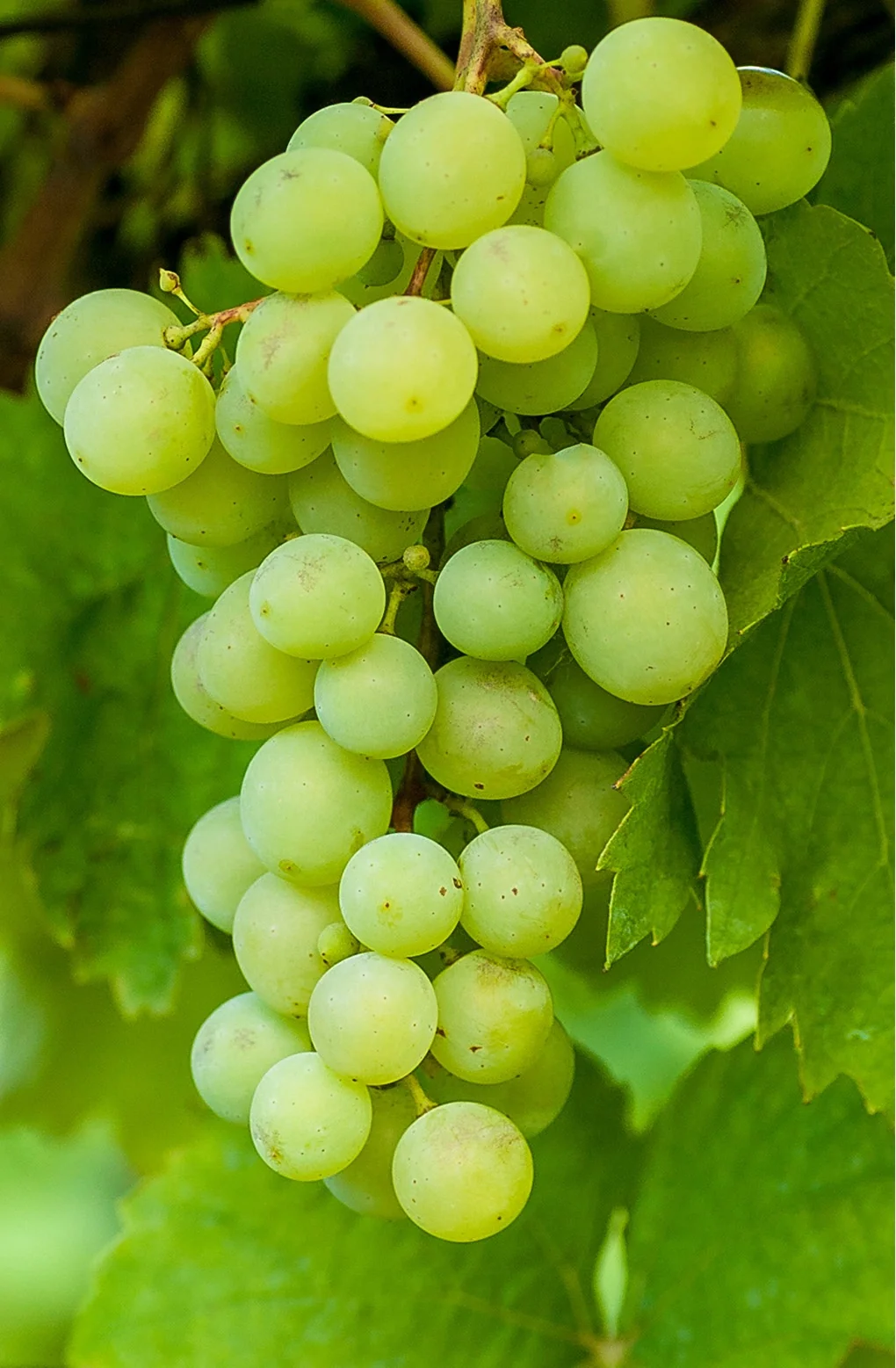 Thompson Seedless Grape