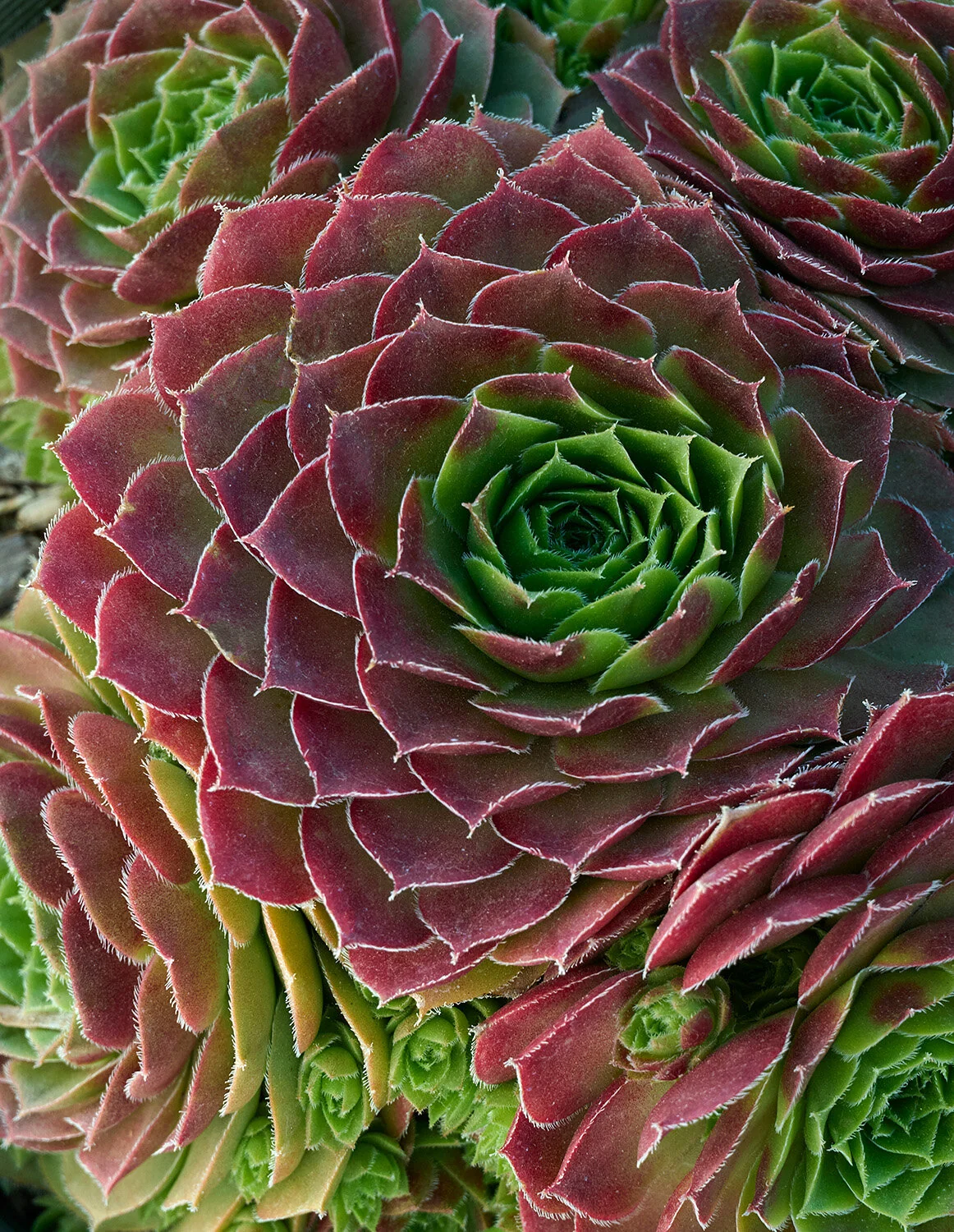 Red Rubin Hens And Chicks 1 Red Rubin Hens And Chicks