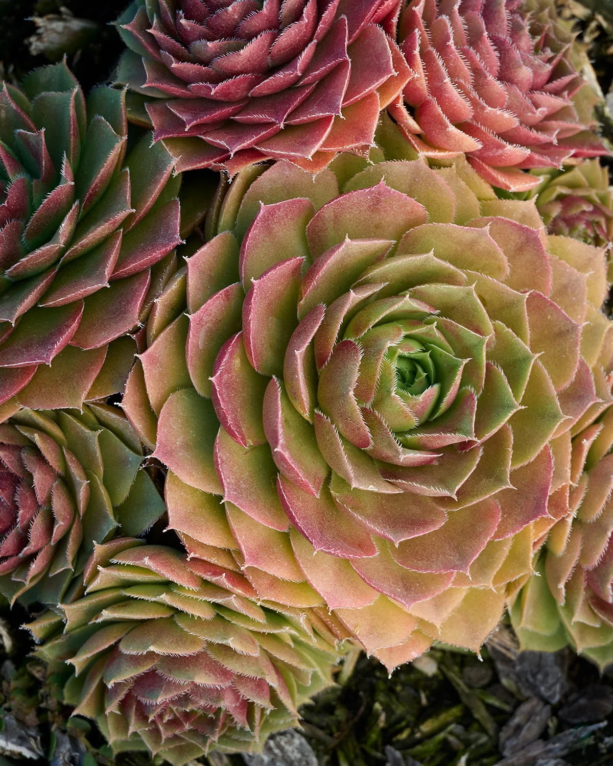 Red Rubin Hens And Chicks 2 Red Rubin Hens And Chicks