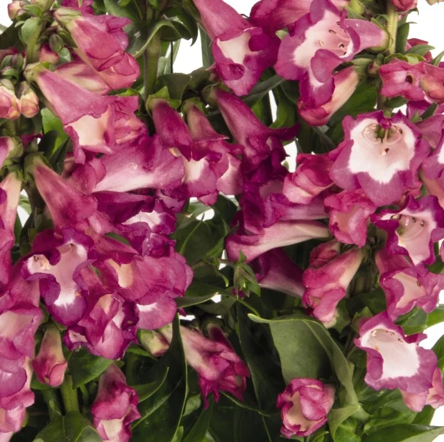 PepTalk Cerise Beardtongue 1 PepTalk Cerise Beardtongue