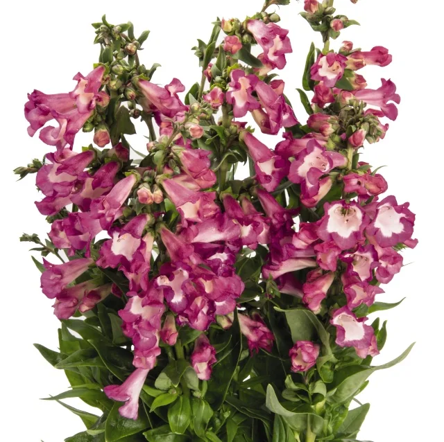 PepTalk Cerise Beardtongue 2 PepTalk Cerise Beardtongue