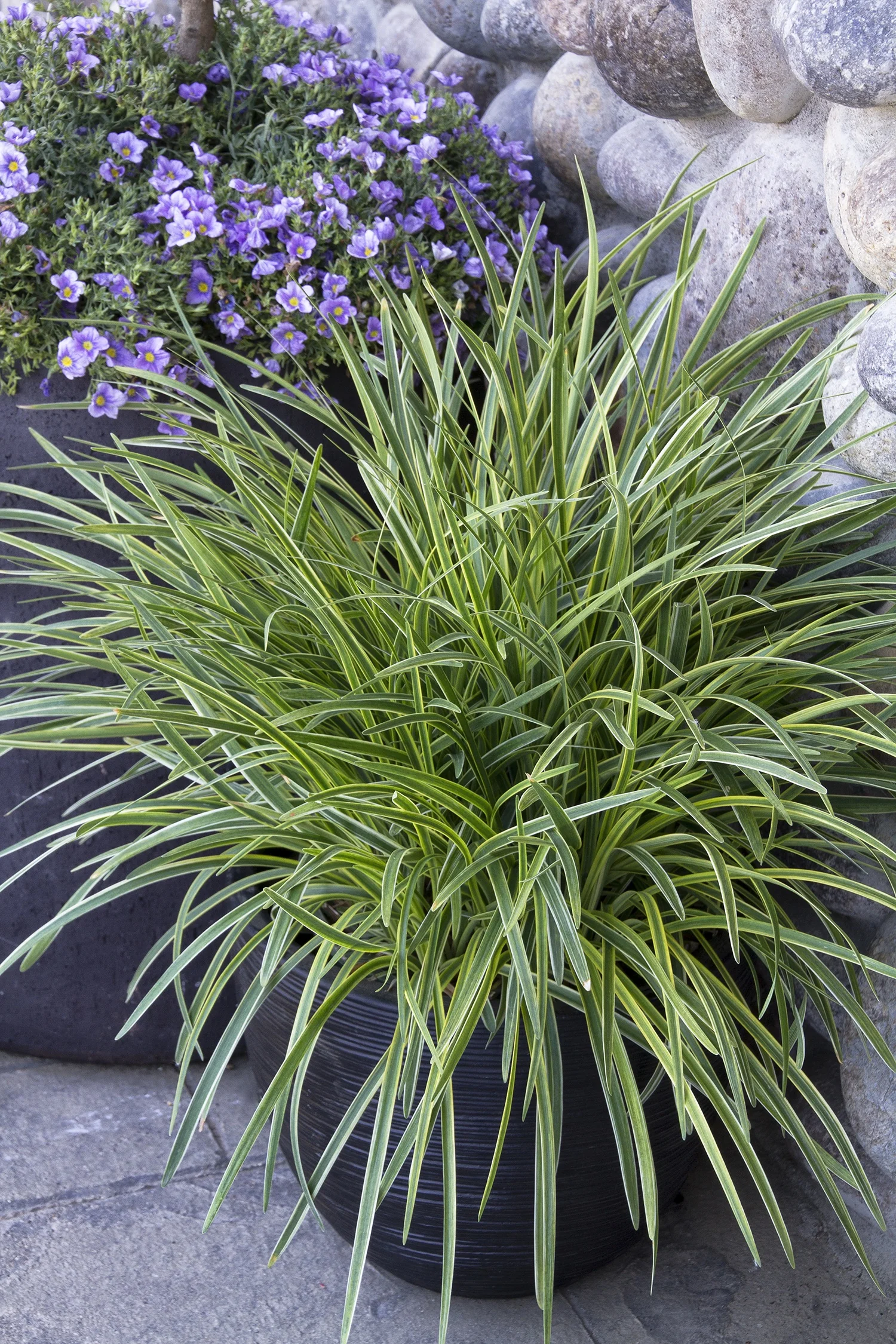 Silvery Sunproof Lilyturf