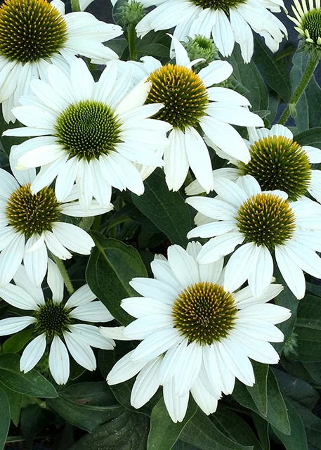 Kismet® White Coneflower 1 Kismet® White Coneflower