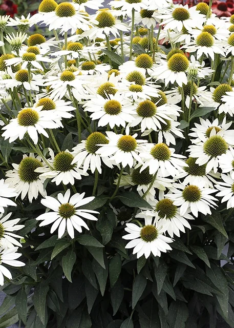 Kismet® White Coneflower 2 Kismet® White Coneflower