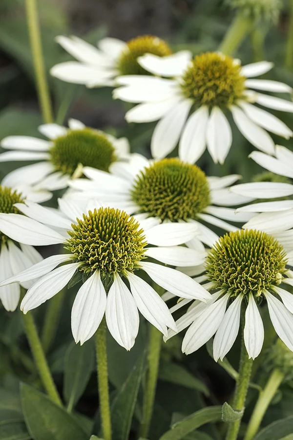 Kismet® White Coneflower 3 Kismet® White Coneflower