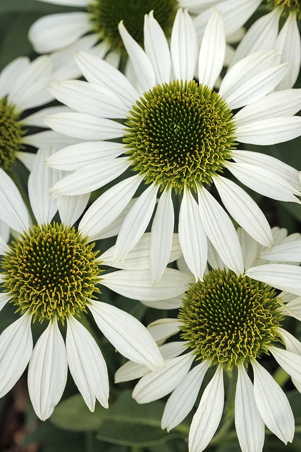 Kismet® White Coneflower 4 Kismet® White Coneflower