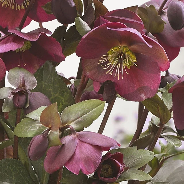 FrostKiss™ Anna's Red Hellebore 15 FrostKiss™ Anna's Red Hellebore