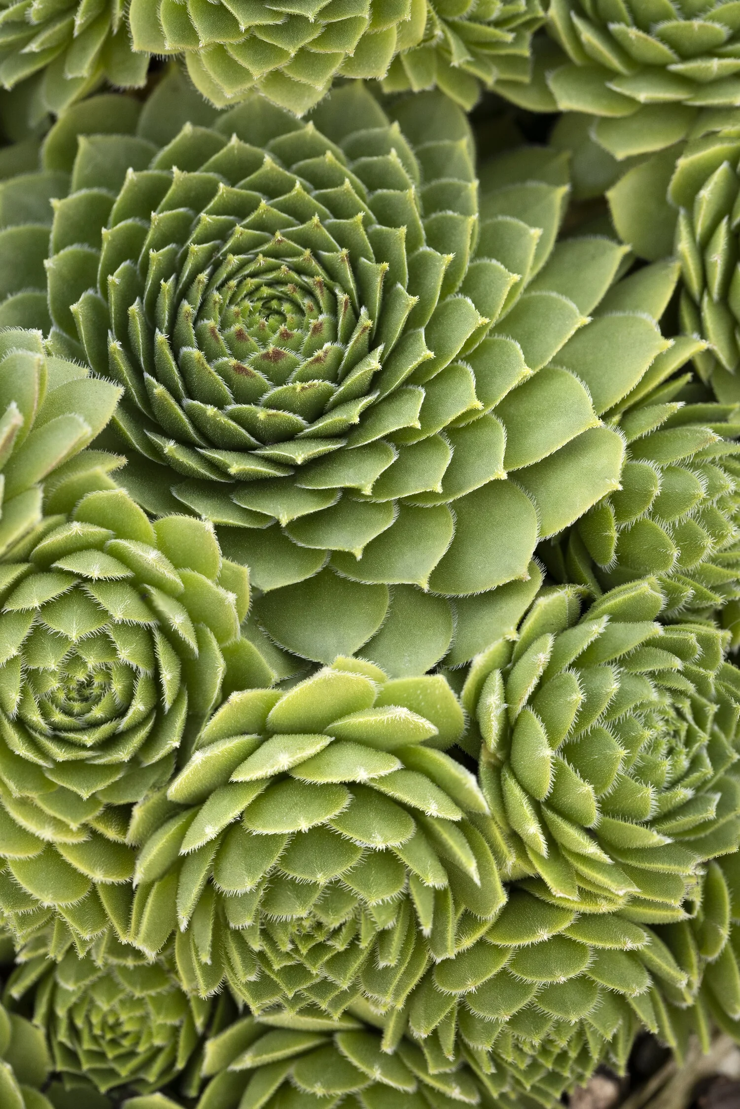 Green Wheel Hens And Chicks 4 Green Wheel Hens And Chicks