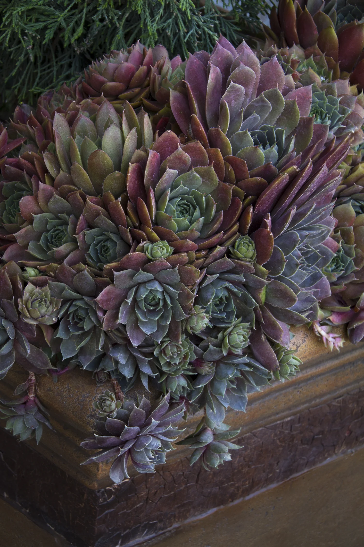 Krebs Desert Bloom Hens And Chicks