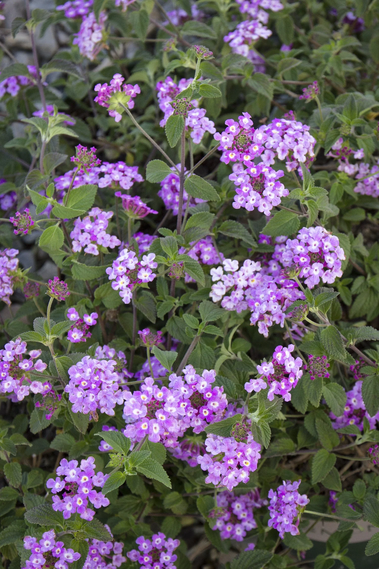 Trailing Lantana 7 Trailing Lantana