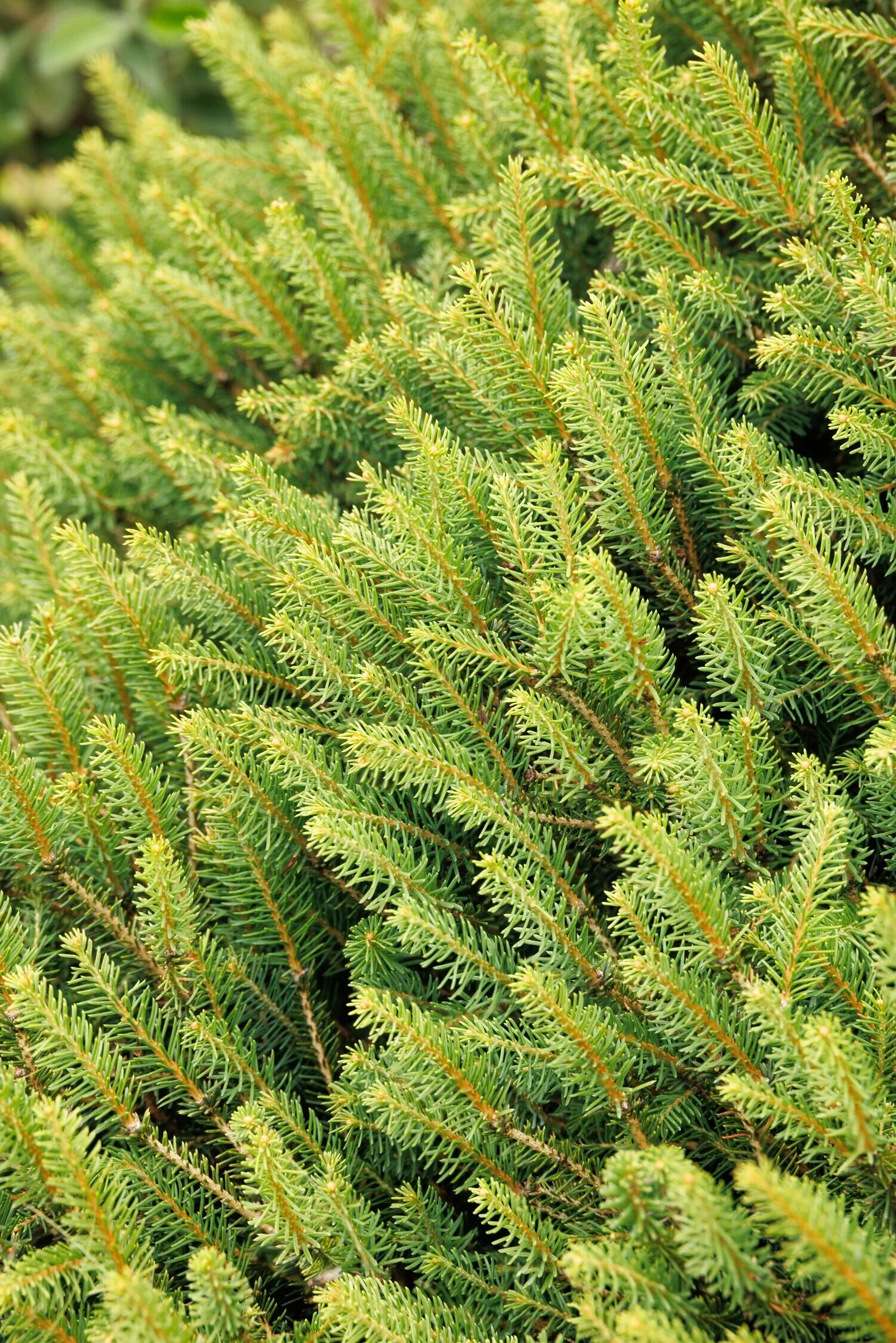 Nest Spruce 11 Nest Spruce
