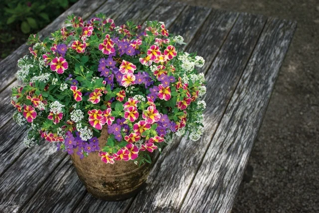 Candy Shop™ Calibrachoa 1 Candy Shop™ Calibrachoa