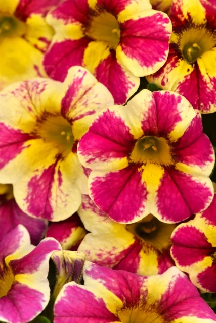 Candy Shop™ Calibrachoa 2 Candy Shop™ Calibrachoa