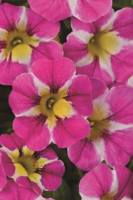 Candy Shop™ Calibrachoa 3 Candy Shop™ Calibrachoa