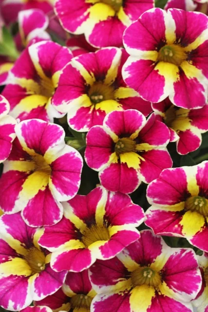 Candy Shop™ Calibrachoa 4 Candy Shop™ Calibrachoa
