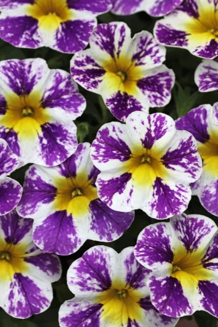 Candy Shop™ Calibrachoa 5 Candy Shop™ Calibrachoa