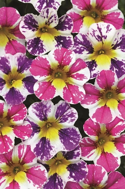 Candy Shop™ Calibrachoa 6 Candy Shop™ Calibrachoa