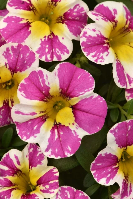 Candy Shop™ Calibrachoa 7 Candy Shop™ Calibrachoa