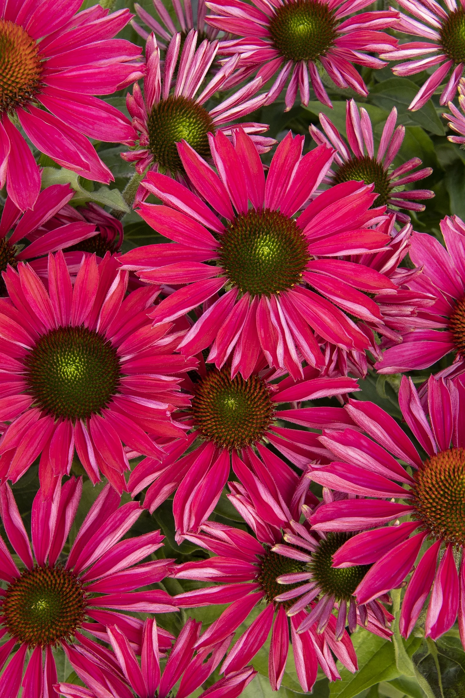 Kismet® Raspberry Coneflower 9 Kismet® Raspberry Coneflower