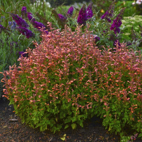 Mango Tango Agastache 14 Mango Tango Agastache
