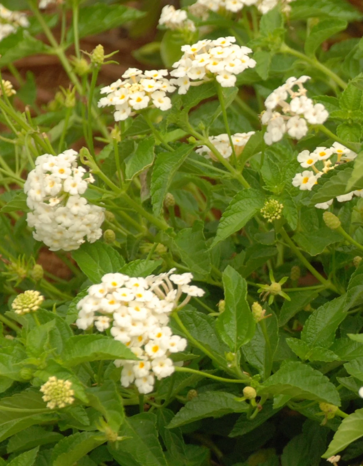 White Lightnin'® Trailing Lantana 6 White Lightnin'® Trailing Lantana