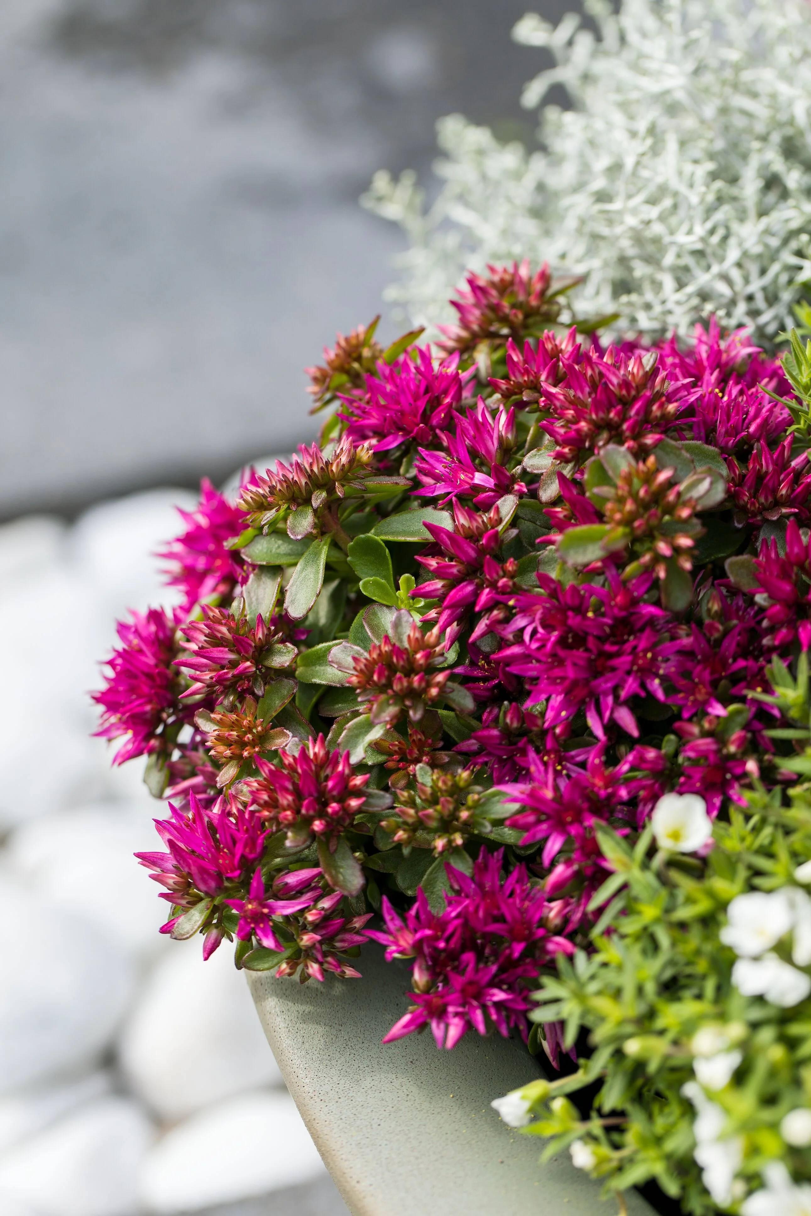 Spot On™ Deep Rose Stonecrop 7 Spot On™ Deep Rose Stonecrop