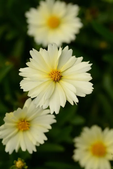 UpTick™ Cream Coreopsis 1 UpTick™ Cream Coreopsis